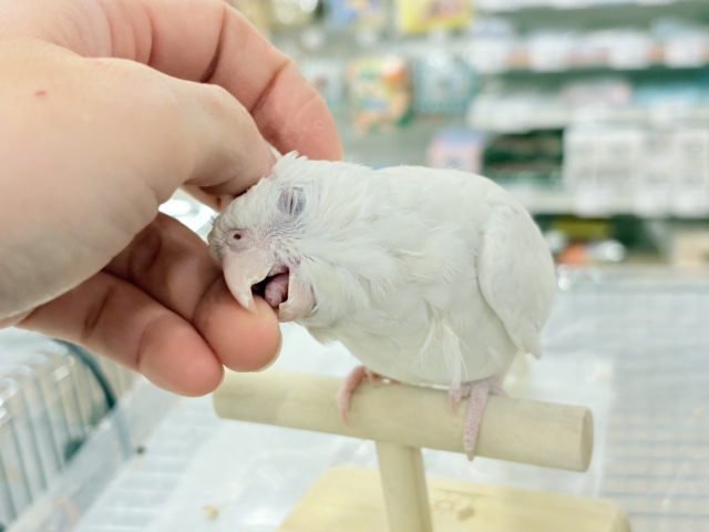 オカメインコ