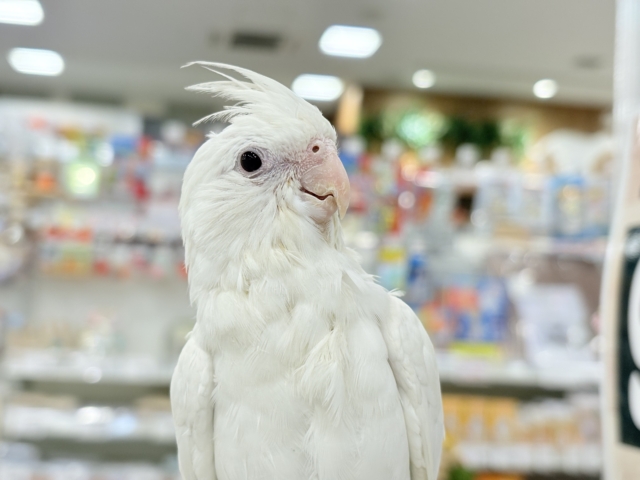 オカメインコ