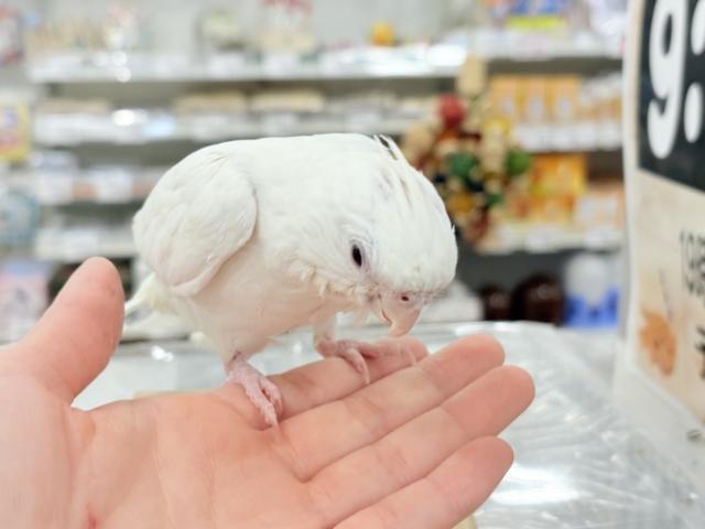 オカメインコ