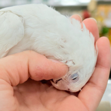 【動画更新🪄】なでなで大好き甘ったれ〜〜〜🐥💖オカメインコ(ピュアホワイト)