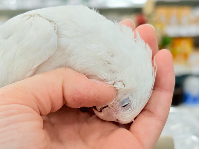 【動画更新🪄】なでなで大好き甘ったれ〜〜〜🐥💖オカメインコ(ピュアホワイト)