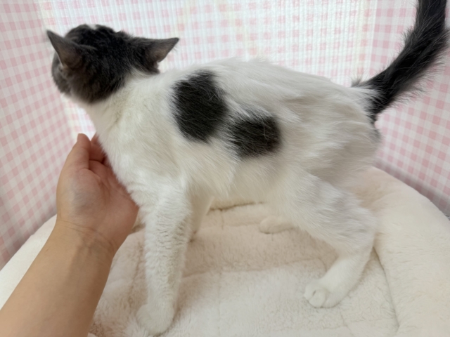 将来は丸顔!ブリティッシュくん🐈 ブリティッシュショートヘア