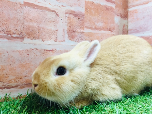 ネザーランドドワーフ