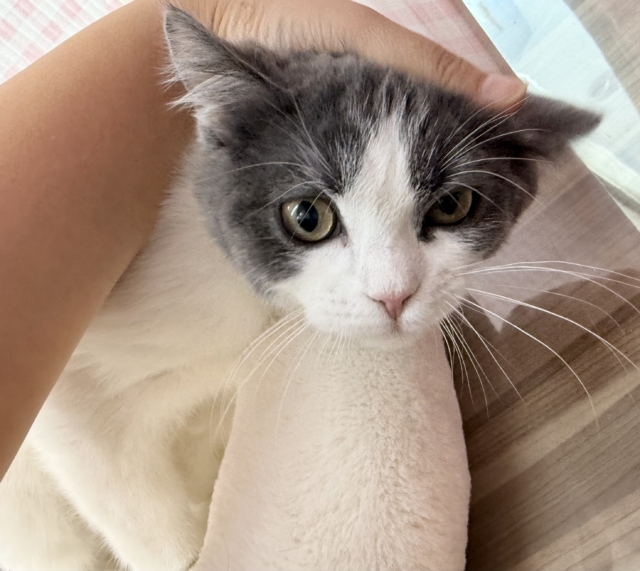 ブリティッシュショートヘア