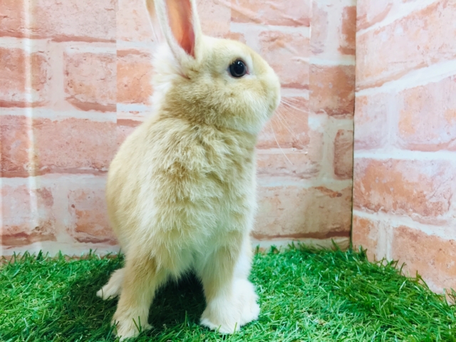 ネザーランドドワーフ