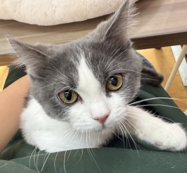 将来は丸顔!ブリティッシュくん🐈 将来は丸顔!ブリティッシュくん🐈