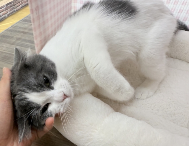 ブリティッシュショートヘア