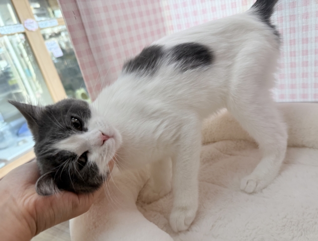 ブリティッシュショートヘア