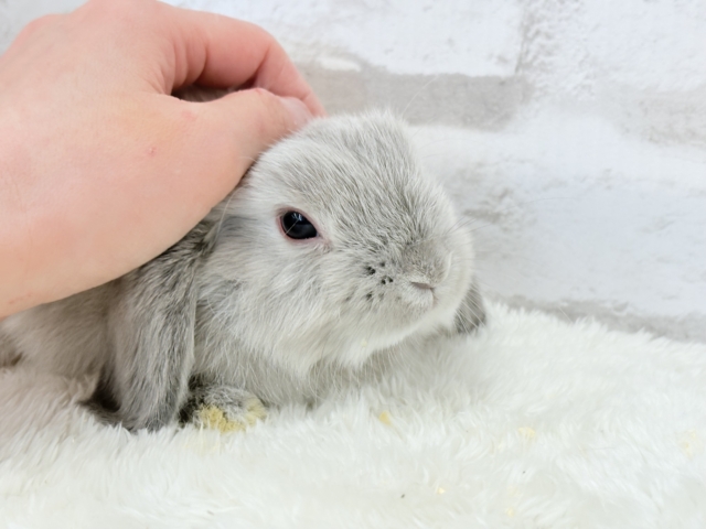 動くもふもふのぬいぐるみ🐰🍼ホーランドロップ(スクワレル) 男の子 ホーランドロップ