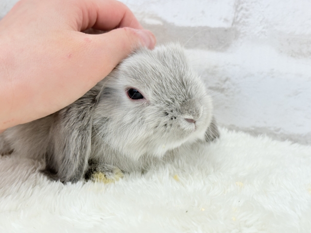 ホーランドロップ