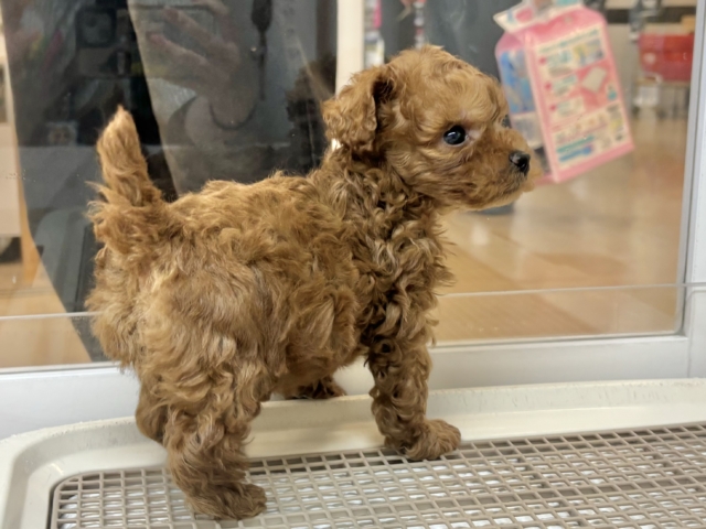 尻尾が止まりませ〜〜〜ん!トイプードルくん! トイプードル