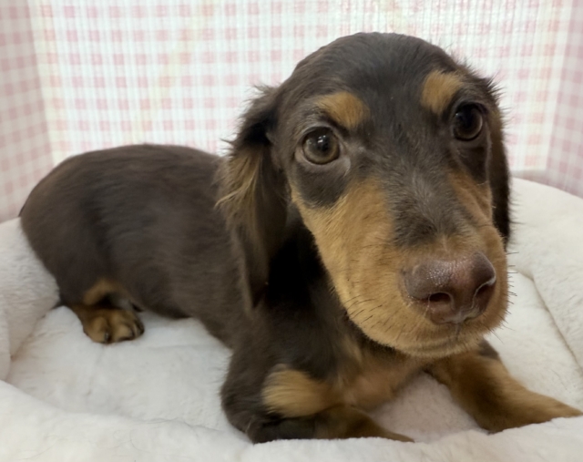 カニンヘンダックス