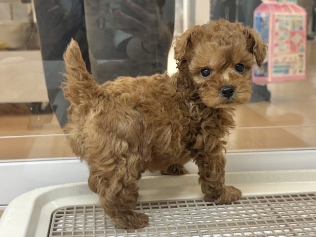 尻尾が止まりませ〜〜〜ん!トイプードルくん! トイプードル