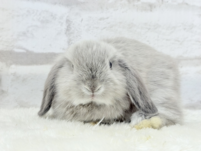 動くもふもふのぬいぐるみ🐰🍼ホーランドロップ(スクワレル) 男の子 ホーランドロップ