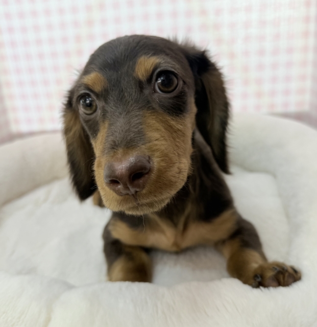 カニンヘンダックス