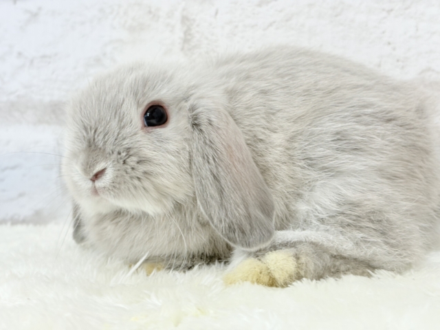 ホーランドロップ