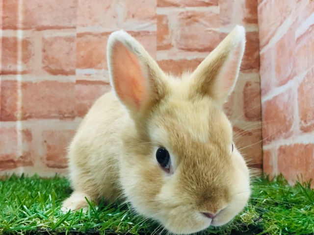 ネザーランドドワーフ