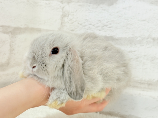 動くもふもふのぬいぐるみ🐰🍼ホーランドロップ(スクワレル) 男の子 ホーランドロップ