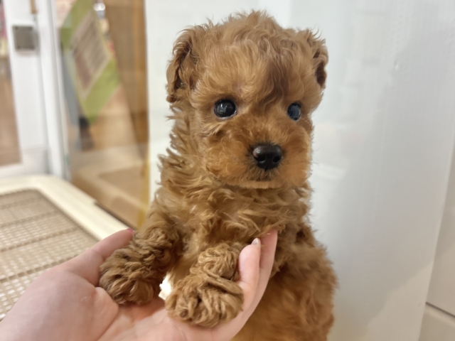 尻尾が止まりませ〜〜〜ん！トイプードルくん！