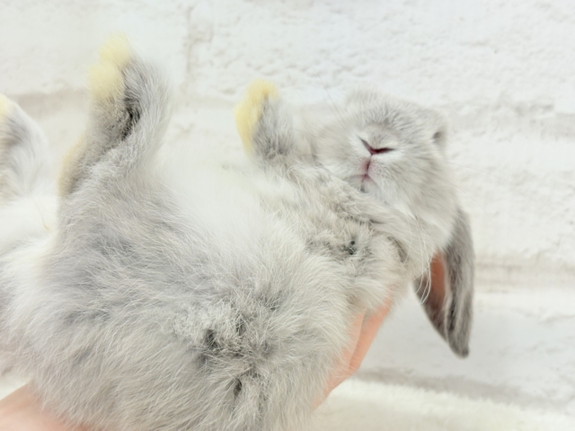 ホーランドロップ