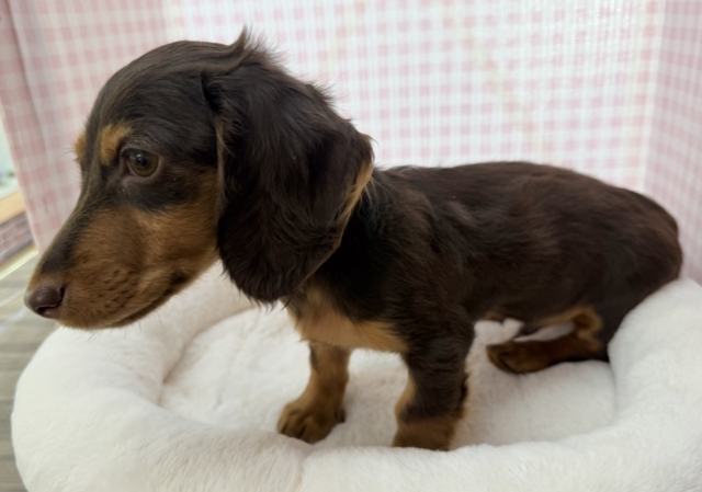 カニンヘンダックス