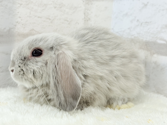 ホーランドロップ