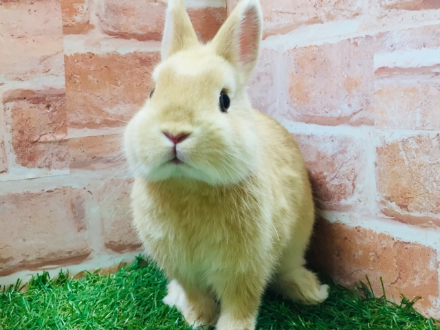 ネザーランドドワーフ