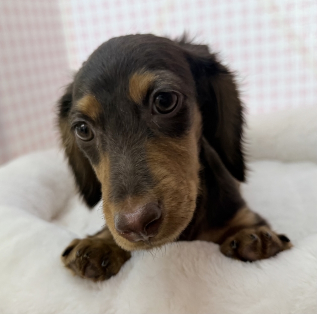 カニンヘンダックス