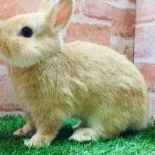 小顔でとってもカワイイうさちゃんがやってきましたよ～🐰💗🐇💗　ネザーランドドワーフ（オレンジ）