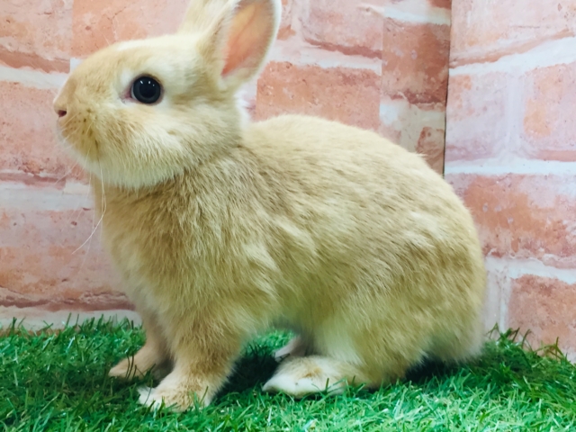 小顔でとってもカワイイうさちゃんがやってきましたよ～🐰💗🐇💗　ネザーランドドワーフ（オレンジ）