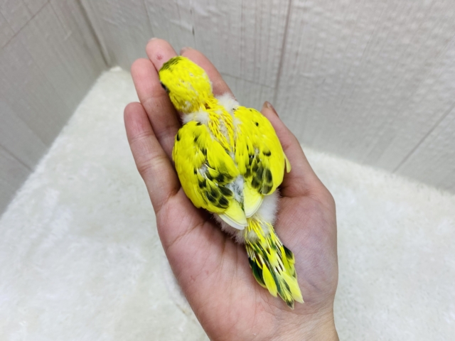 セキセイインコ