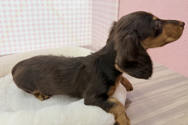 カニンヘンダックス