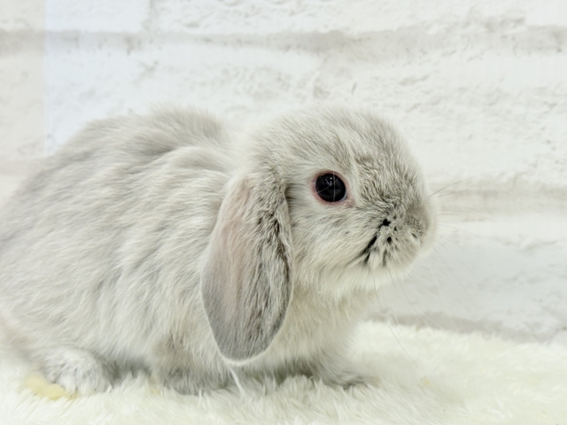 ホーランドロップ