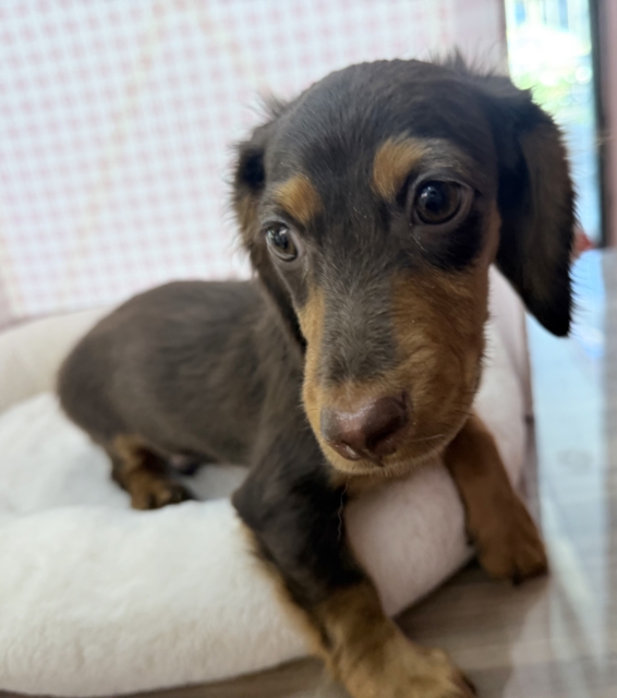 カニンヘンダックス