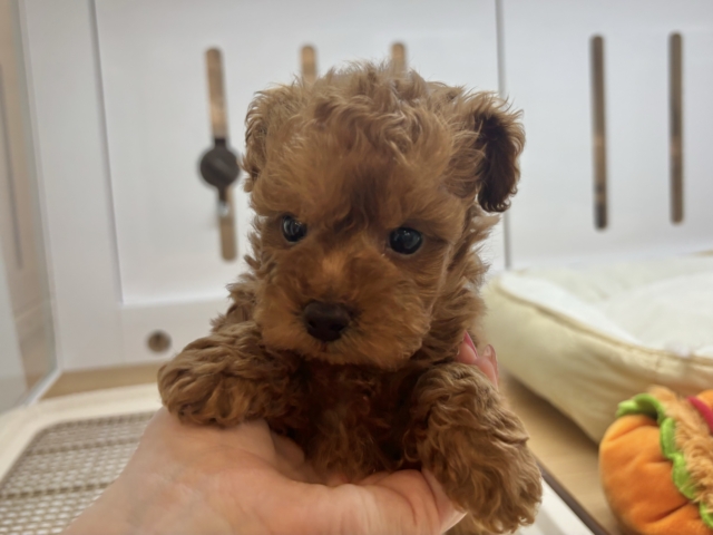 尻尾が止まりませ〜〜〜ん!トイプードルくん! トイプードル