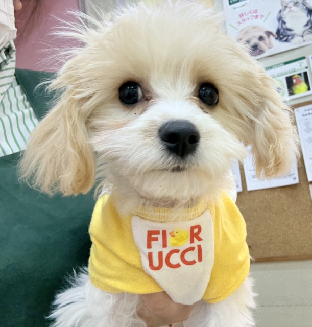 キャバビション