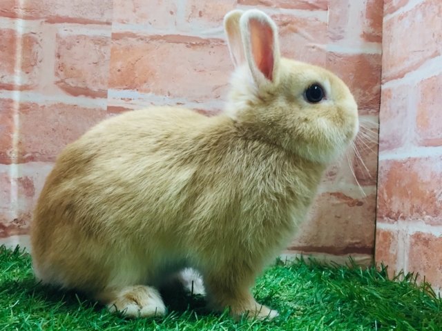 ネザーランドドワーフ