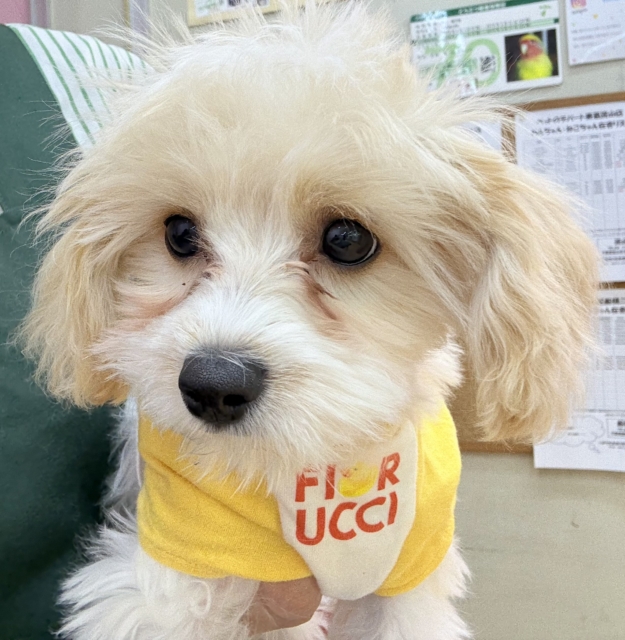 キャバビション