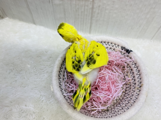 セキセイインコ