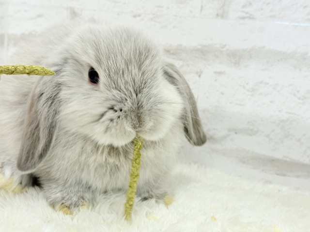 動くもふもふのぬいぐるみ🐰🍼ホーランドロップ(スクワレル) 男の子 ホーランドロップ