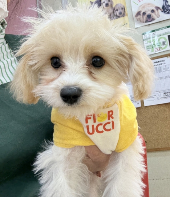 キャバビション