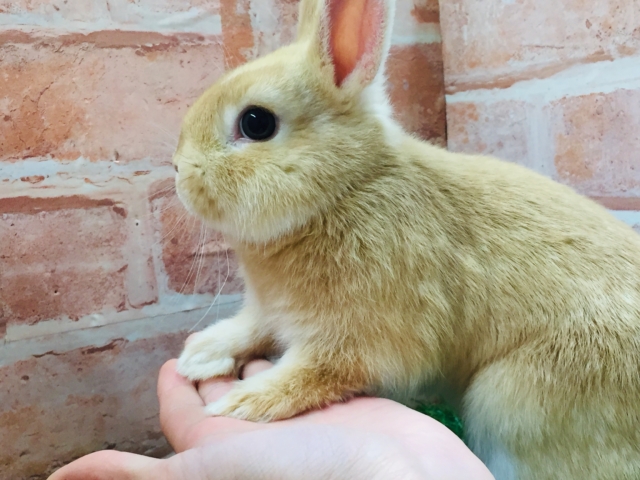 ネザーランドドワーフ