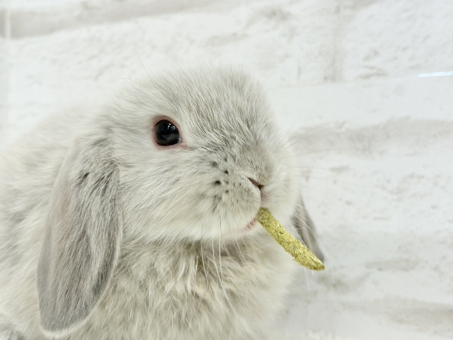 ホーランドロップ