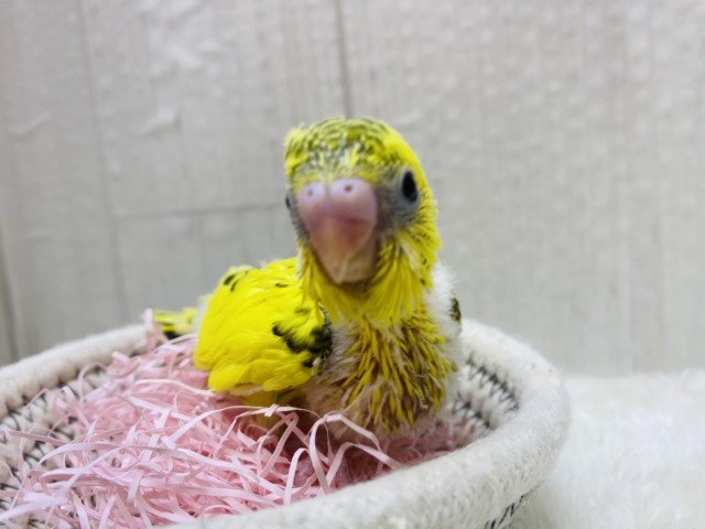 セキセイインコ