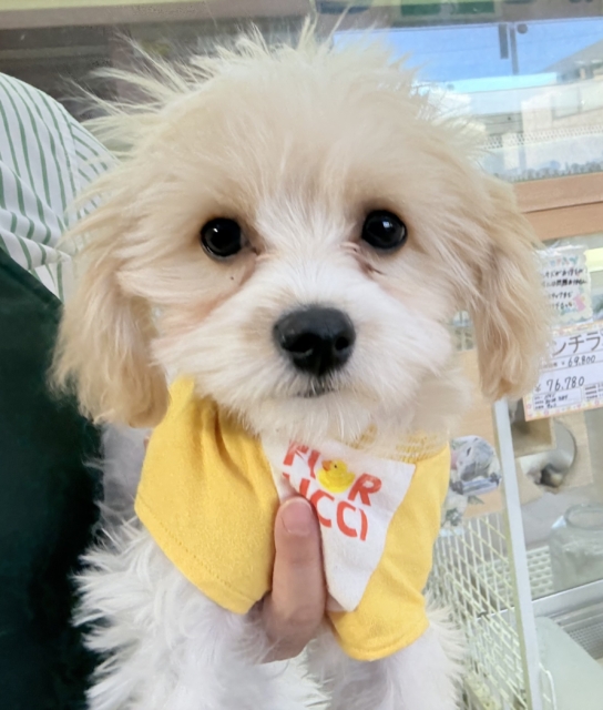 キャバビション