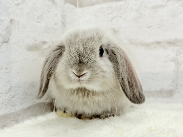 動くもふもふのぬいぐるみ🐰🍼ホーランドロップ(スクワレル) 男の子 ホーランドロップ