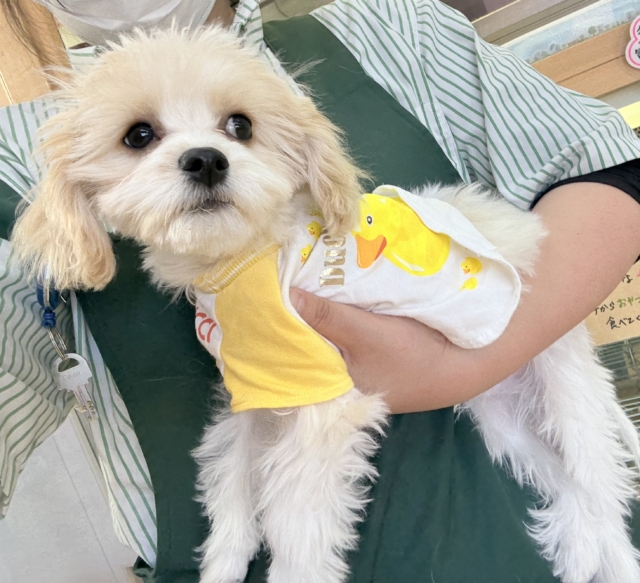 最新📷めちゃカワなキャバビションくん キャバビション