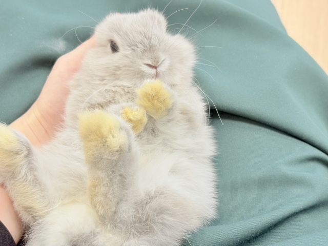 ホーランドロップ