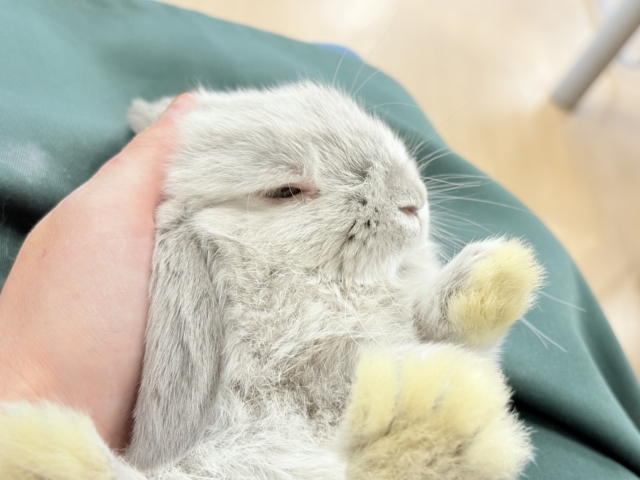 動くもふもふのぬいぐるみ🐰🍼ホーランドロップ(スクワレル) 男の子 ホーランドロップ