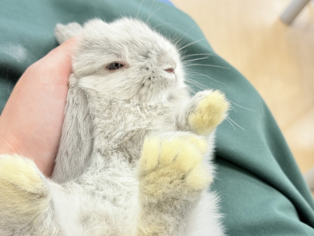 ホーランドロップ